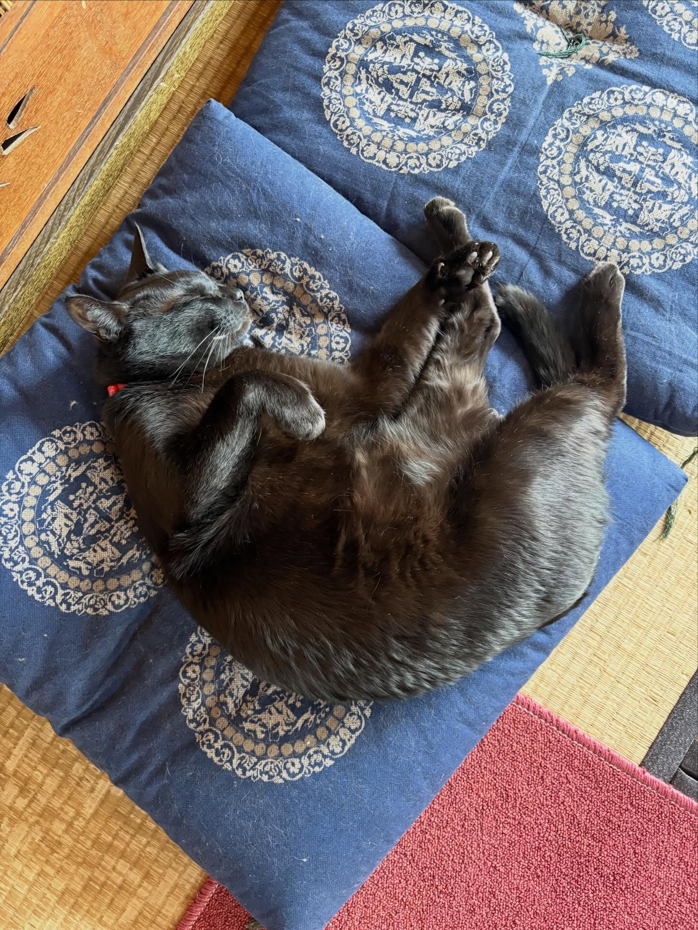 【御朱印対応変更のお知らせ】
明日は通常御朱印対応日ですが葬儀が入ってしまったので中止とさせて頂きます。
ただカヲルくんが本堂に常駐するようにしますので予定を組んでおられる方はお越し下されば御朱印帳の預かり、書置き御朱印の対応だけは致します。
朝９時からの観音さんのお参りは通常通り行いますので宜しくお願いします🙇

#浄泉寺
#御朱印対応変更