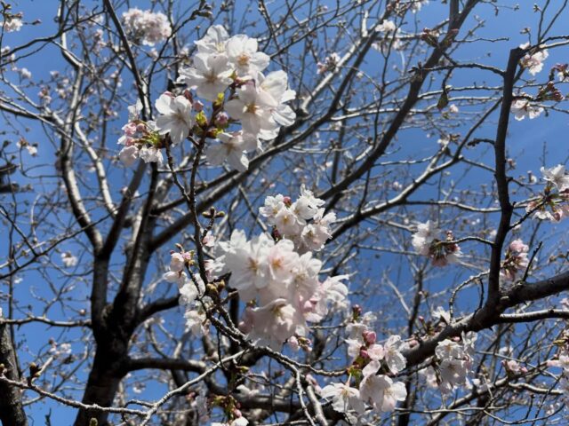 寒い寒いと言いながらも「暑さ寒さも彼岸まで」の言う通り一気に暖かくなってきましたね☺️
山門の桜も一気に咲いてきました🌸
参拝の際についでに眺めていって下さい。

#浄泉寺
#桜