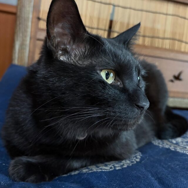 明日のコラボ御朱印会の為に現在２名の方が並ばれています。

明日はいつも通り１人１５分で１０〜１７時まで対応致します。
冥加料は３０００円となります。
カラー御朱印のみの受付もするのでご入用の方はカヲルくんに声をかけて下さい🙇

#浄泉寺