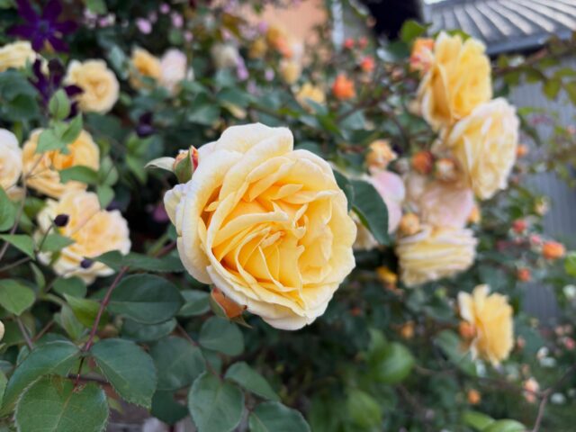 当山墓苑の薔薇がとても綺麗に咲きました✨
義父母が丹精込めて育てた花々を参拝時に一緒に見ていって下さいませ🙇
#浄泉寺