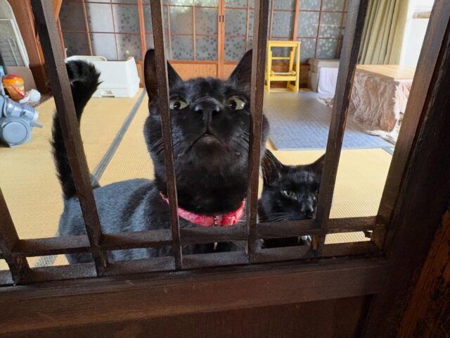 本堂の境を格子戸に交換して風が通るようにしました✨
これですぐ田村くんと松本くんに会えますよ🐈‍⬛🐈‍⬛
触れ合い自由なので気軽にお声掛け下さい😊

#浄泉寺
#看板猫