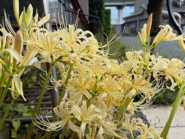 当山の彼岸花がようやく満開になりそうです✨
極端な渇水や長雨がありましたが元気よく咲いてくれました。
明日御朱印参拝に来られる方は是非見ていって季節を感じて頂きたいな、と思っております☺️

#浄泉寺
#彼岸花